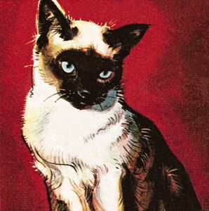 Chat siamois