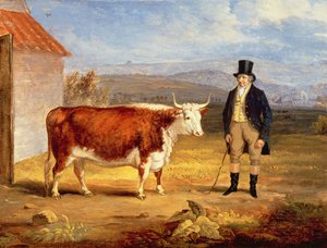 M. James Hodges et son bouvillon Hereford de deux ans, c.1843 - James Flewitt Mullock