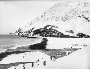 Vue le long du rivage avec des manchots au premier plan, Géorgie du Sud