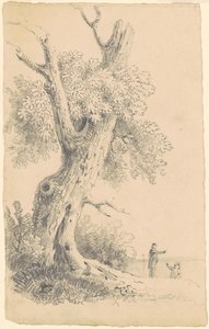 Arbre près du rivage