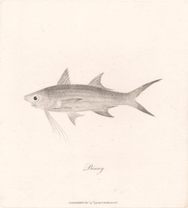 Binny - James Heath