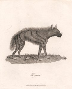 Hyène - James Heath