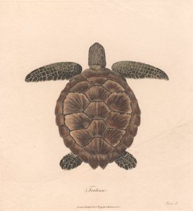 Tortue - James Heath