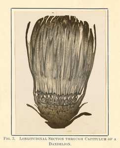 [Vue de la plante de pissenlit - coupe longitudinale].