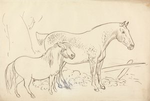 Cheval et poney