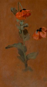 Étude de coquelicots