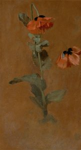 Étude de coquelicots, 1832 (post conservation)