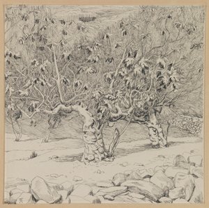 Figuier, Vallée de Hinnom (illustration de La Vie de Notre Seigneur Jésus-Christ)