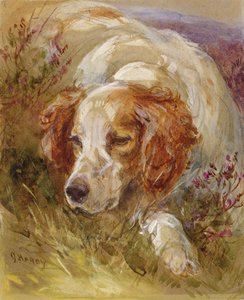 Un épagneul - James Jnr Hardy