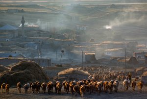 Un grand troupeau de bovins se dirige vers le pâturage à travers une ville rurale poussiéreuse. Enrentepe, Turquie. - James L Stanfield