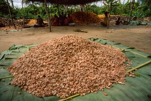 Un grand tas de fèves de cacao (Genre : Theobroma, espèce : cacao), déjà fermentées