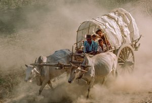Les courses de charrettes à bœufs marquent le jour de la pleine lune de Kason. Patheingyi, à l