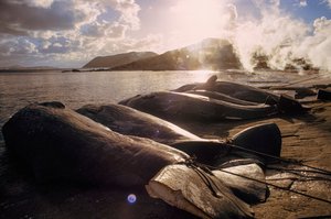 Des baleines abattues jonchent la plage après une chasse. FRENCHMAN BAY PRÈS D