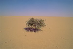 Arbre isolé dans un désert au Niger, Afrique. Peut-être "Arbre du Ténéré" ou semblant gr...