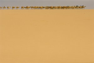 Caravane de sel en route vers Agadez, Nigeria. EN ROUTE VERS AGADEZ, NIGERIA, NIGER. - James L Stanfield