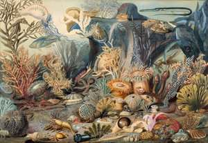 Vie océanique. Créateurs : James M. Sommerville, Christian Schussele