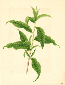 Branche avec feuilles vertes du pêcher Elberta ( Prunus persica : Elberta) (aquarelle) - James Marion Shull