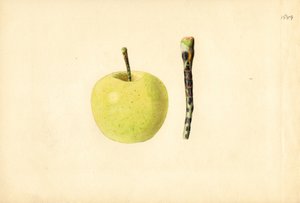 Pomme Golden Delicious ( Malus domestica) (aquarelle) - James Marion Shull