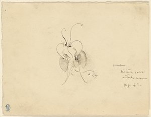 Papillon