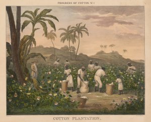 Progrès du coton : #1 - Plantation de coton - James Richard Barfoot