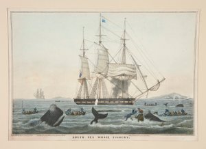 Pêche à la baleine dans les mers du Sud