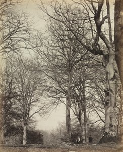 Hêtre de la reine Adélaïde