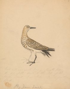Un oiseau