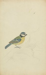 Une Mésange Bleue - James Sowerby