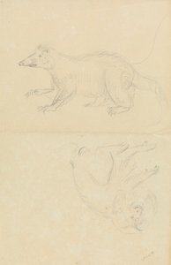 Un mammifère (coatimundi ?) et un primate (ouistiti ?)