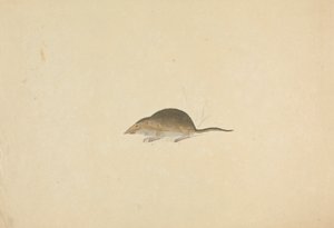 Une musaraigne