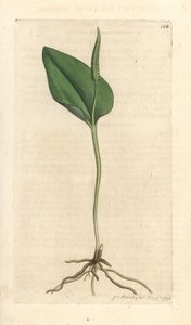 Langue de serpent, Ophioglossum vulgatum - James Sowerby