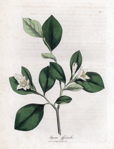 Styrax officinal, Styrax officinalis