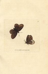 Némusienne, Erebia ligea