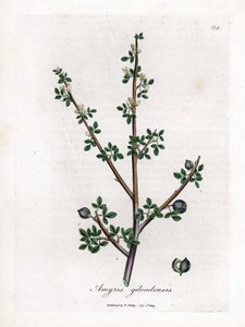 Baumier de La Mecque ou baumier de Galaad - Baumier de La Mecque, Commiphora gileadensis. Gravure à la main en couleur d