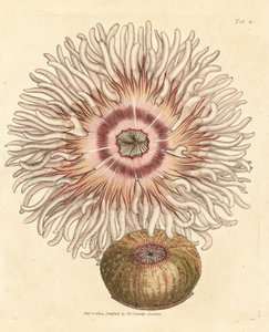 Anémone perle, Actinia equina - James Sowerby