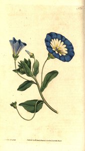 Belle de jour ou liseron tricolore, illustration botanique de James Sowerby du Botanical Magazine de William Curtis