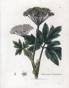 Benjoin ou impératoire - Impératoire commune, Imperatoria ostruthium