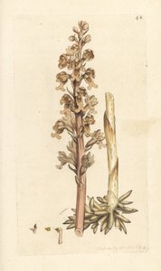 Orchis nid d