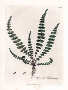 Doradilla noire ou fausse capillaire - Fougère capillaire commune, Asplenium trichomanes