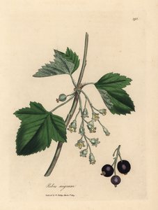 Cassis, Ribes nigrum
