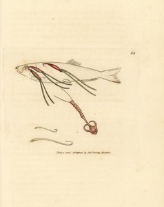 Copépode parasite sur l