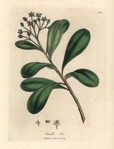Canella alba, Canella winterana