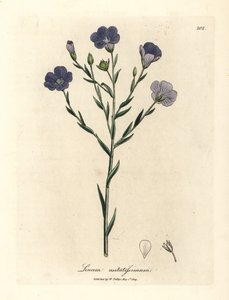 Lin à fleurs bleues, Linum usitatissimum