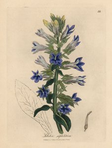 Lobélie ou fleur de cardinal à fleurs bleues, Lobelia siphilitica - James Sowerby