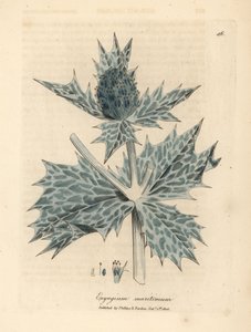 Panicaut maritime à fleurs bleues, Eryngium maritinum