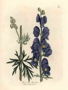 Aconit napel à fleurs bleues, Aconitum napellus