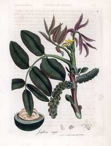 Planche botanique : feuilles, plantes et fruit de noyer