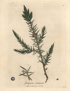 Juniperus communis