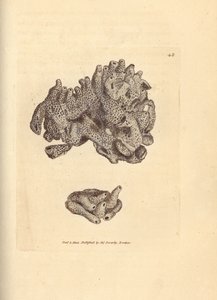 Éponge mie de pain, Halichondria panicea