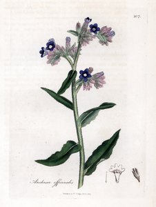 Buglosse officinale - James Sowerby
